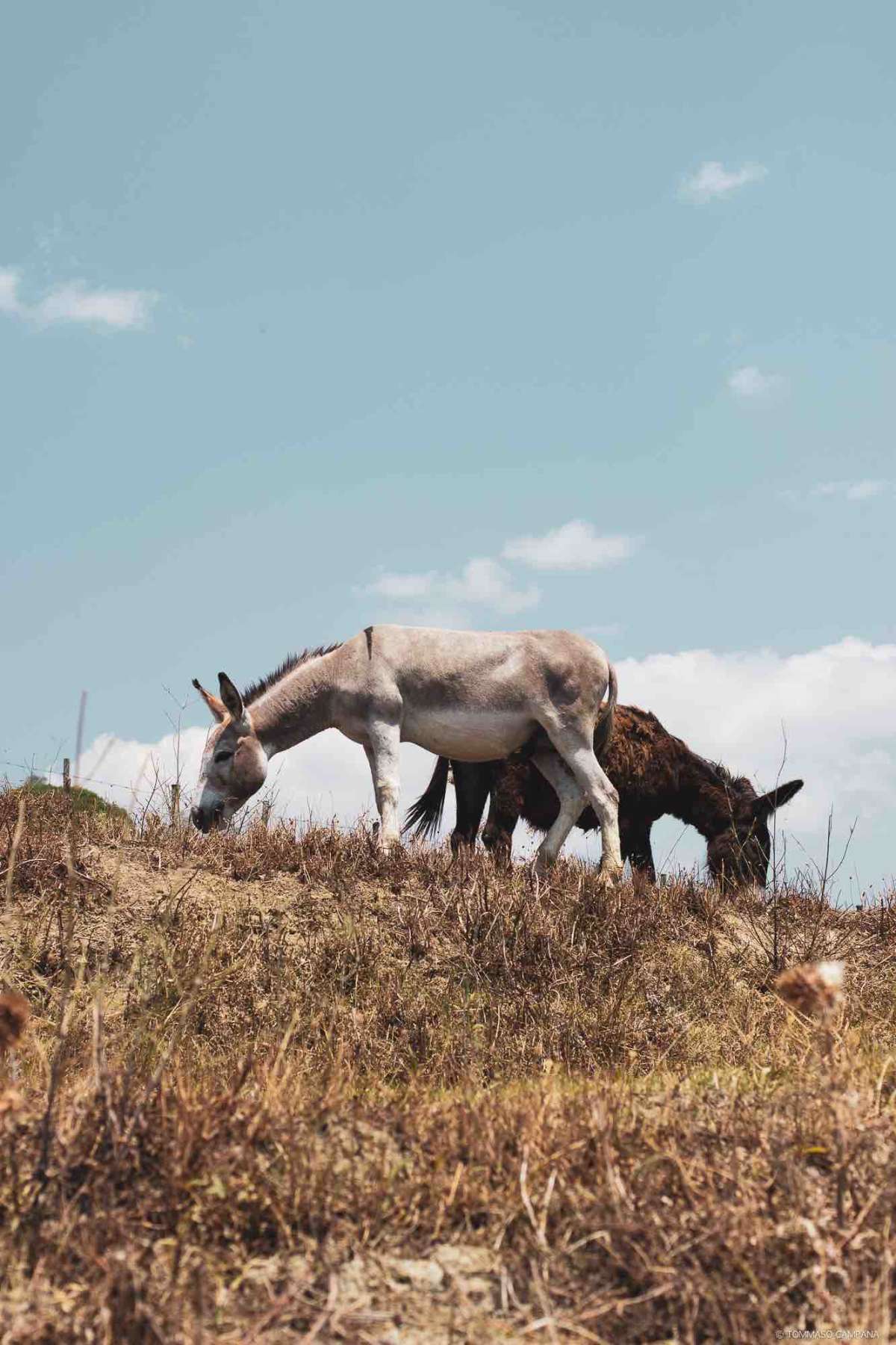 a pair of donkeys, one male and one female living in symbiosis for some time