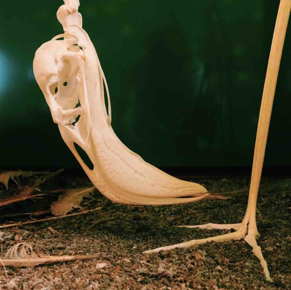 A Flamingo skeleton 