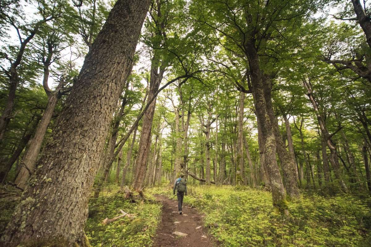 If you like native forests this trail was made for you!