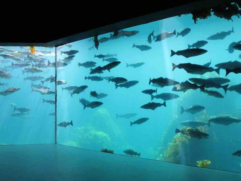 The largest underwater aquarium in the world.