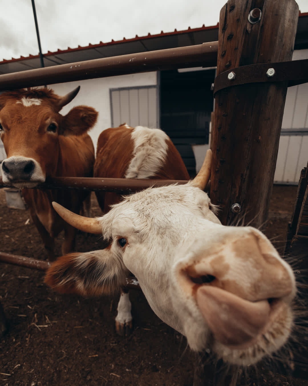 Curious cows.