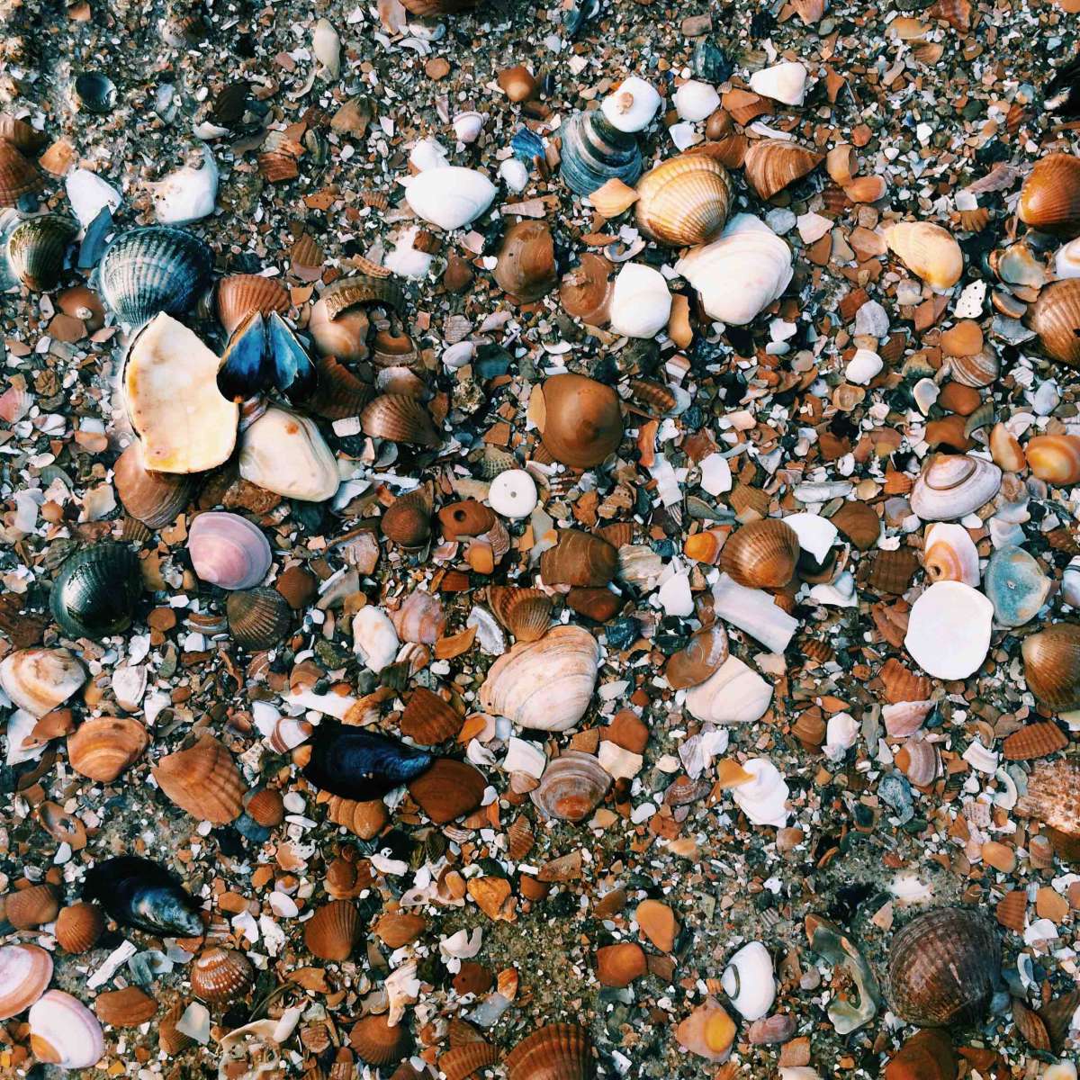 Dutch beaches are covered with beautiful shells, coming from the North Sea. 