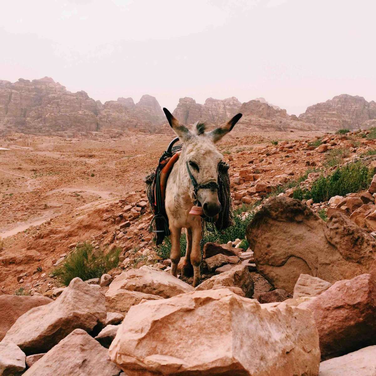 A donkey licks his face, in the big desert area that surrounds the ruins of Petra. 