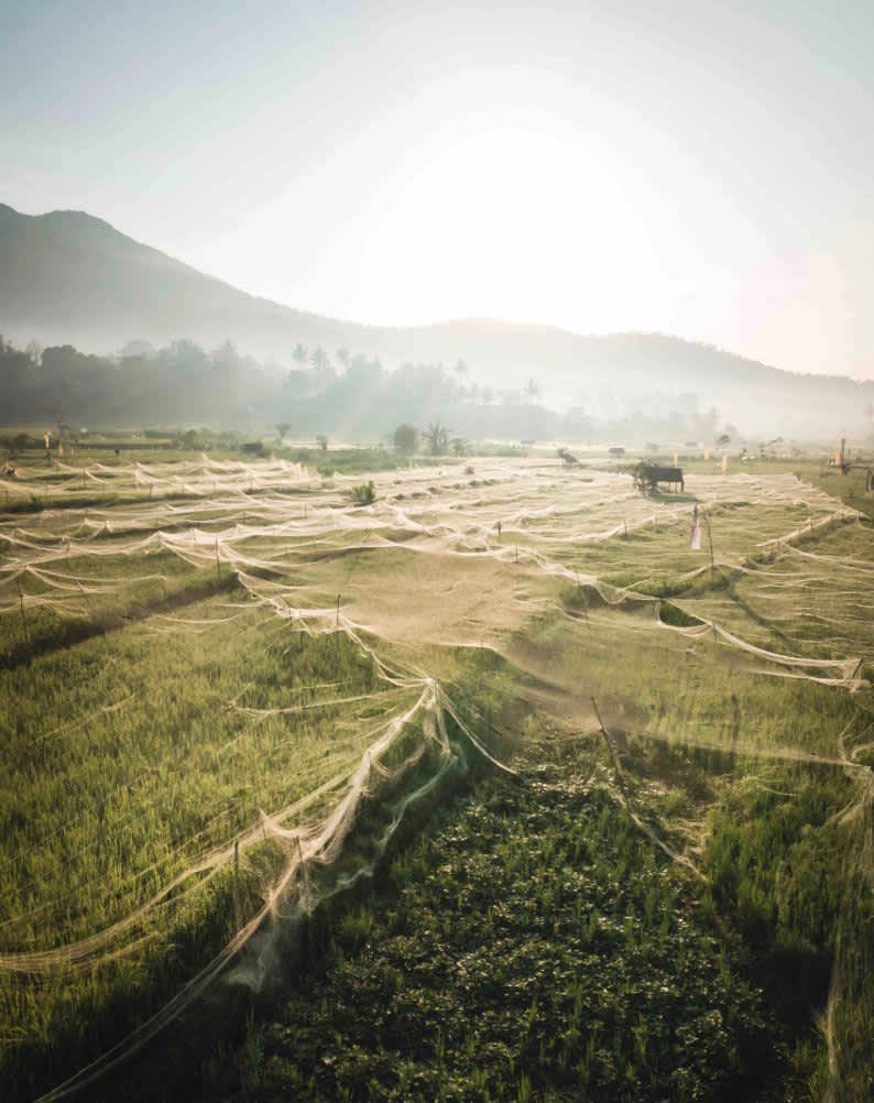 Rice fields we camped in with the sunlight beaming through the palmtrees behind us