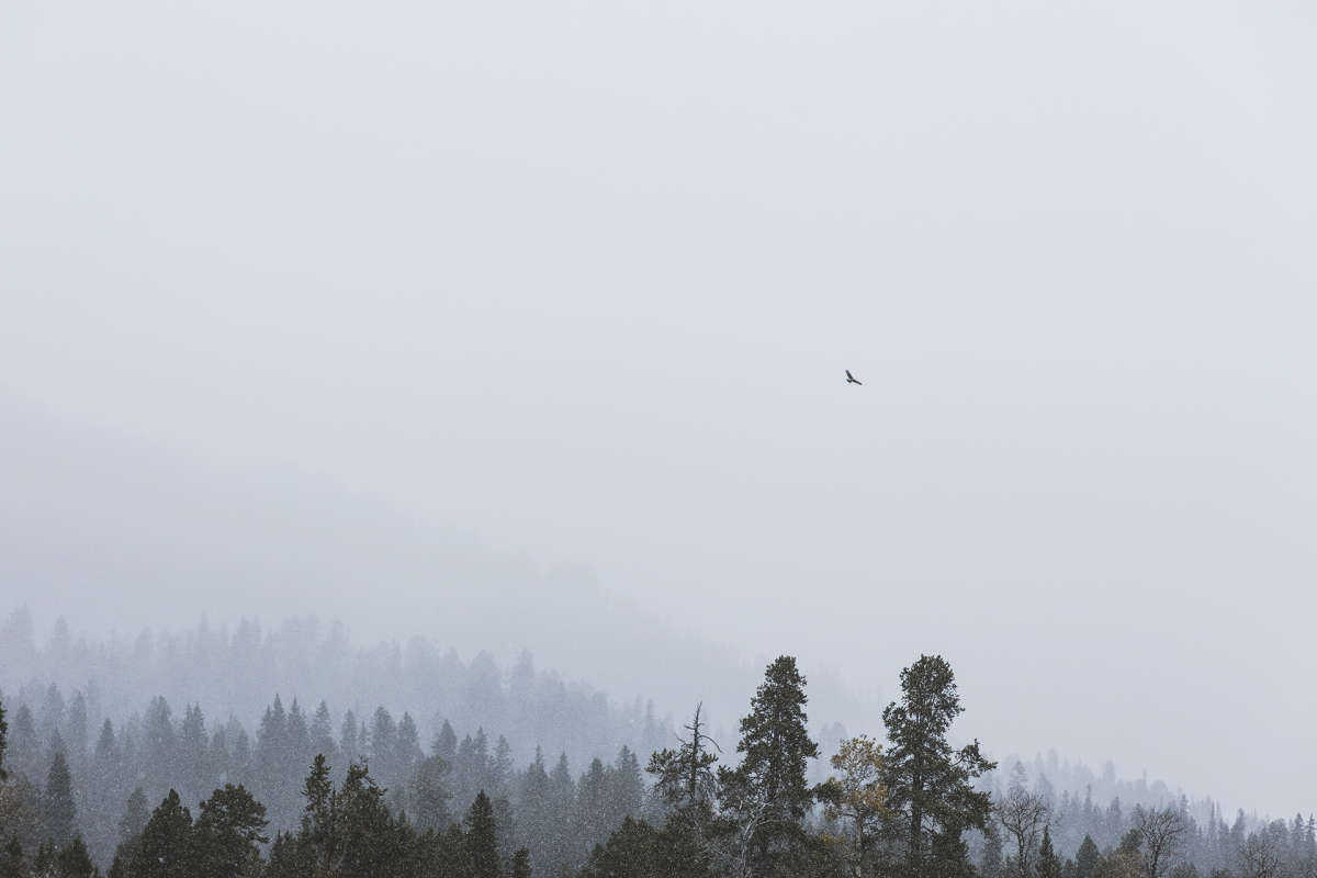 Bald Eagles Soaring in Lamar Valley