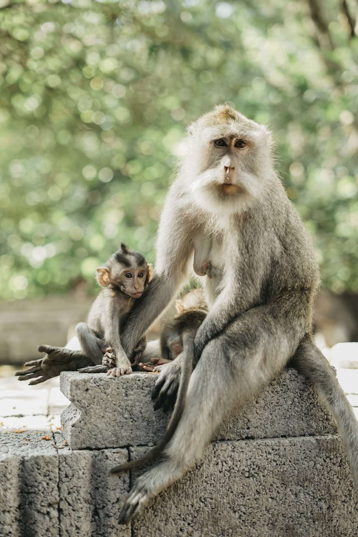 Mommy and baby monkey.