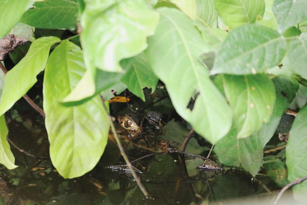 A caiman that we spotted the following day at Sandoval Lake