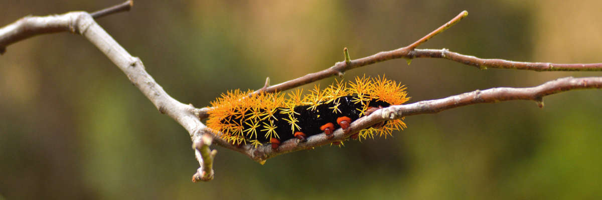 Caterpillar in tree