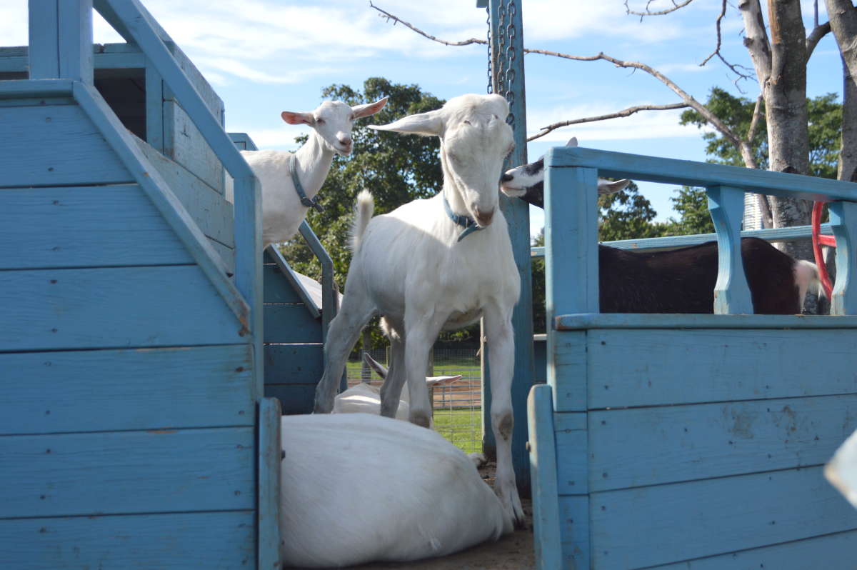 Catapano Dairy Farm