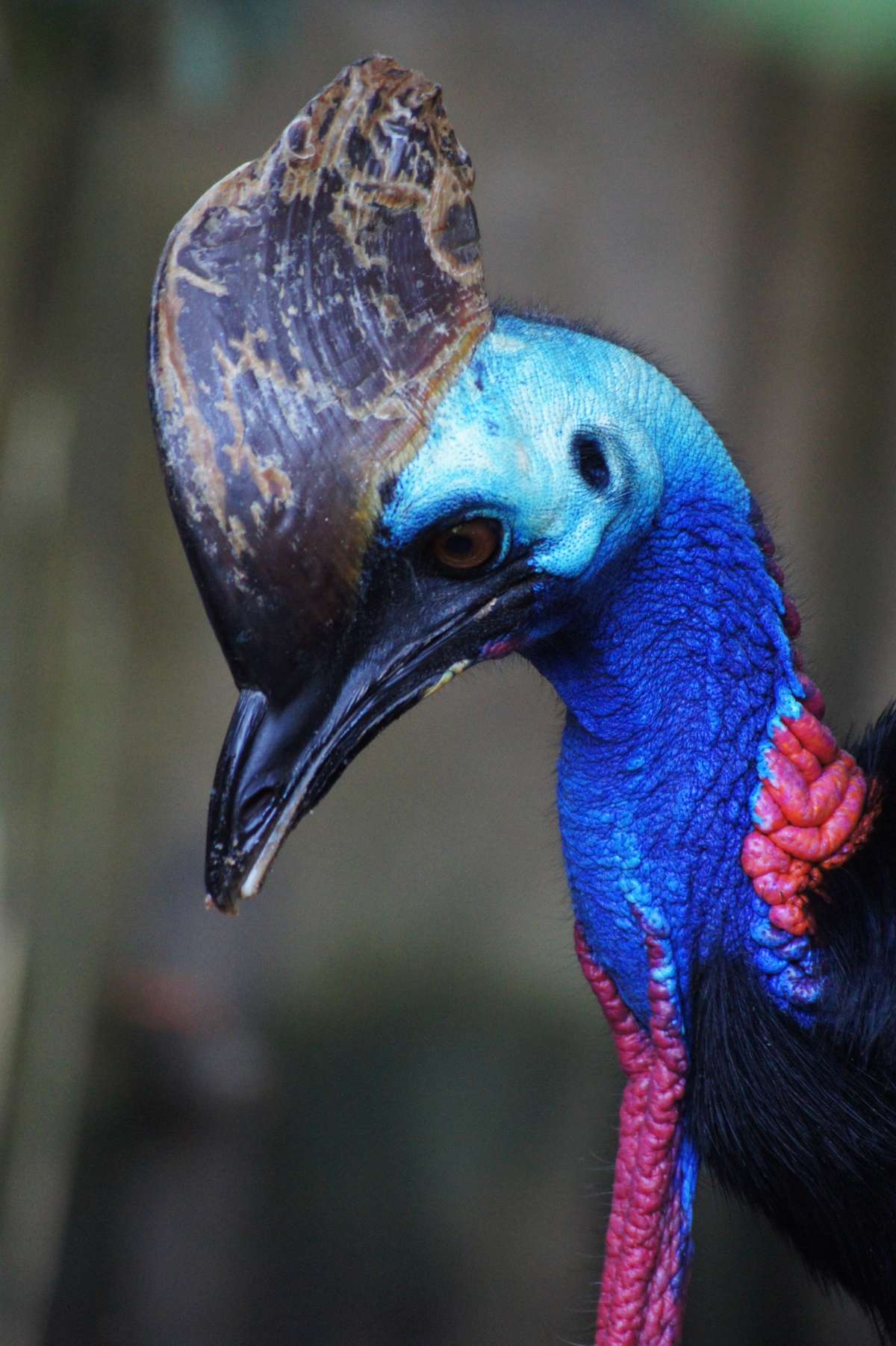 A Specimen of Cassowary