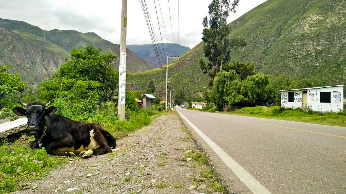 Young bull chilling near the road