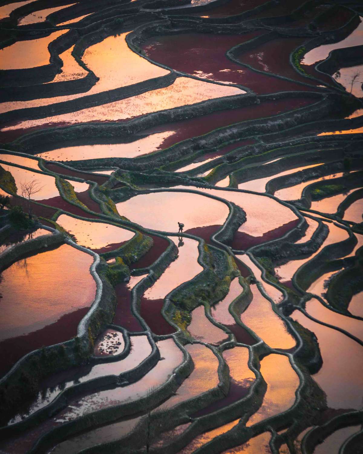 A lone farmer walking home after a day on the fields.