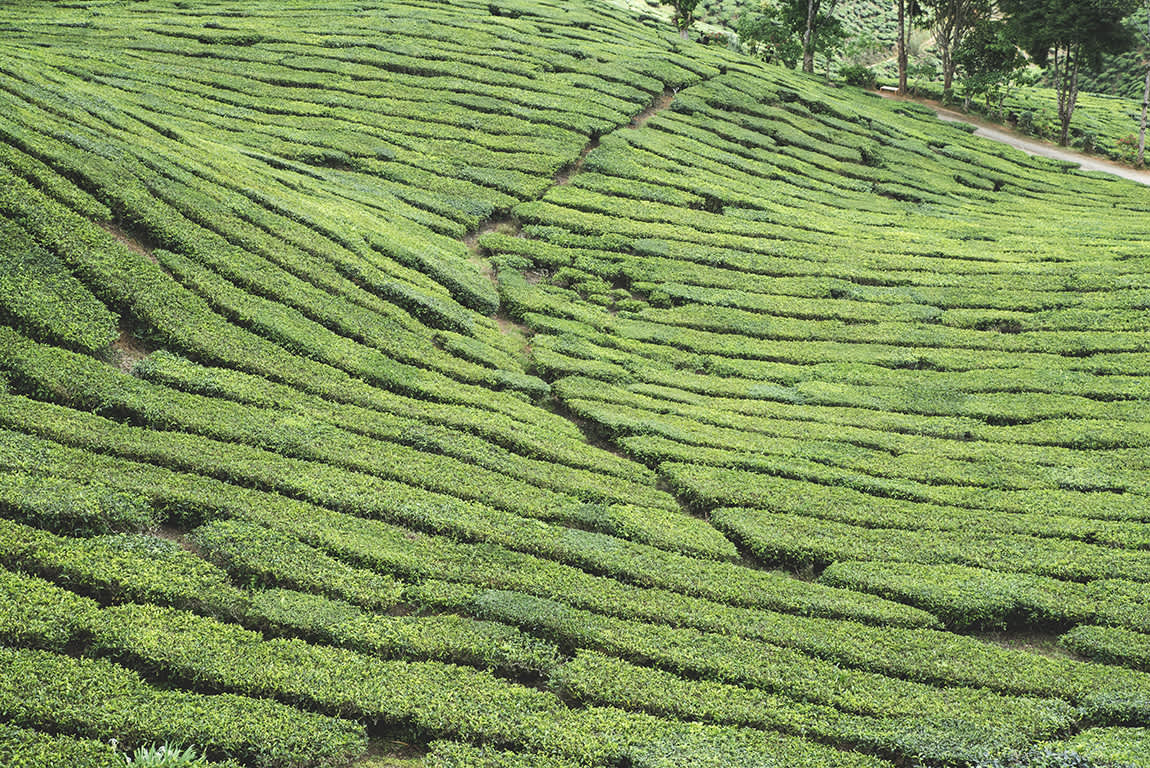 Tea plantation