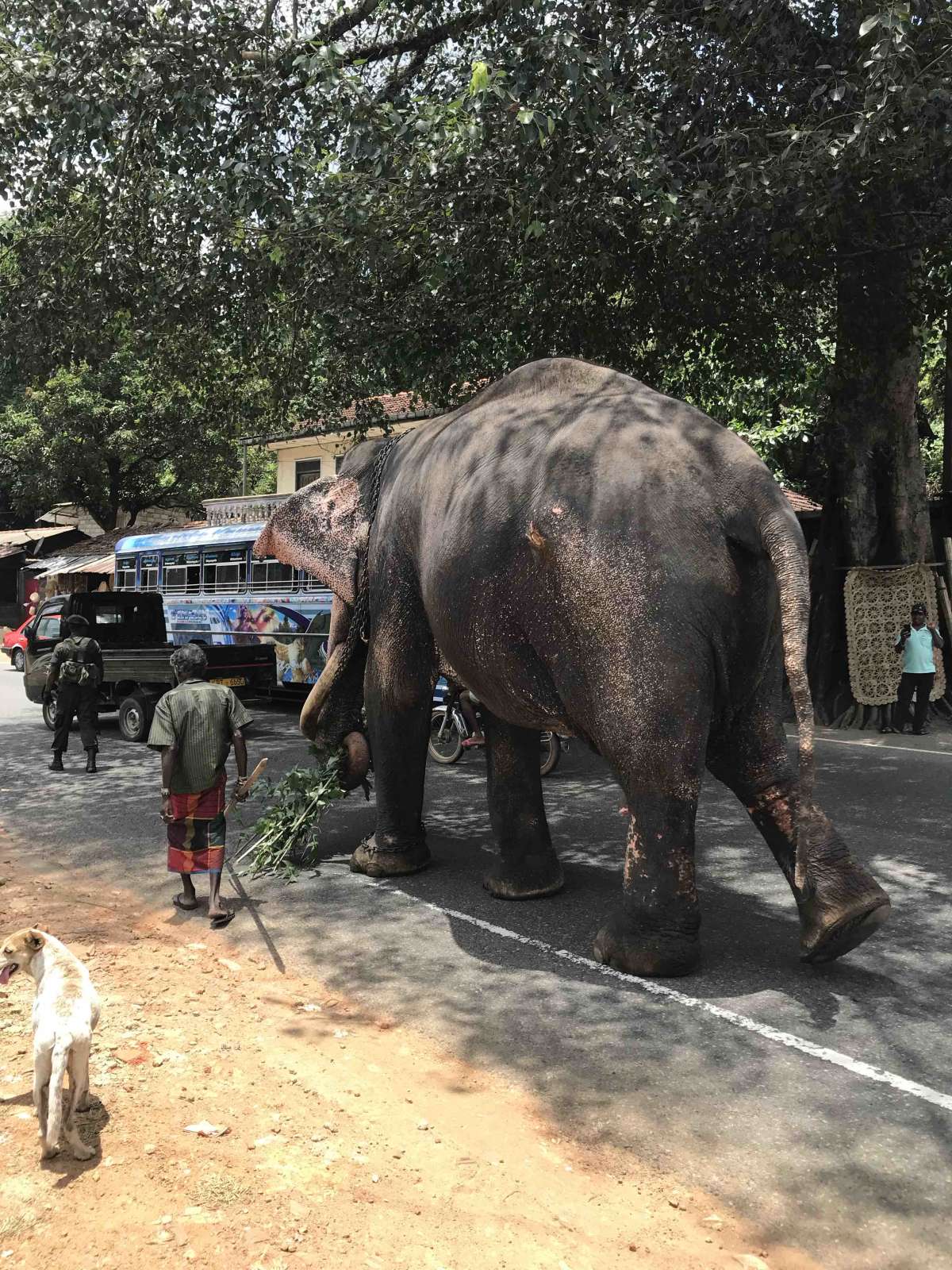 The King of Kandy 