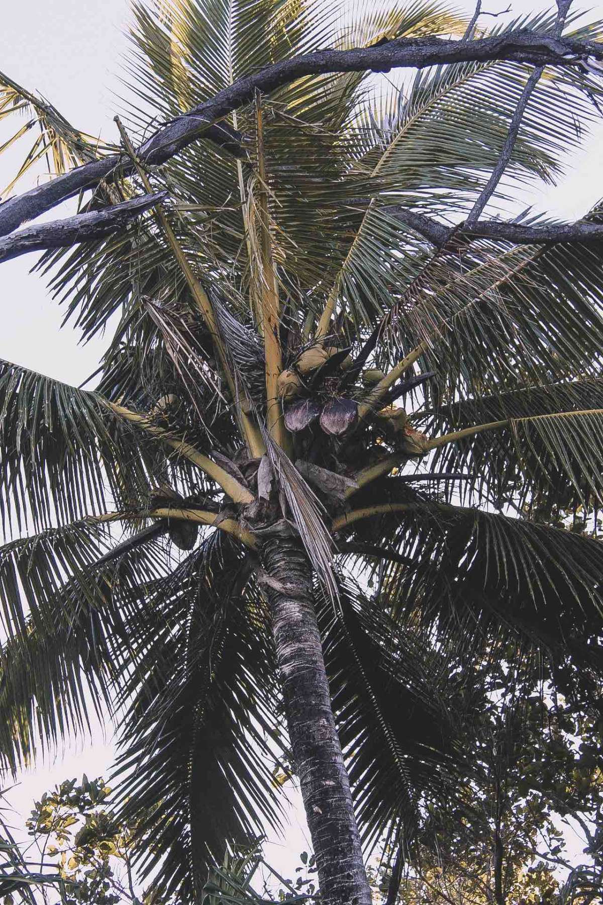 Coconut palm