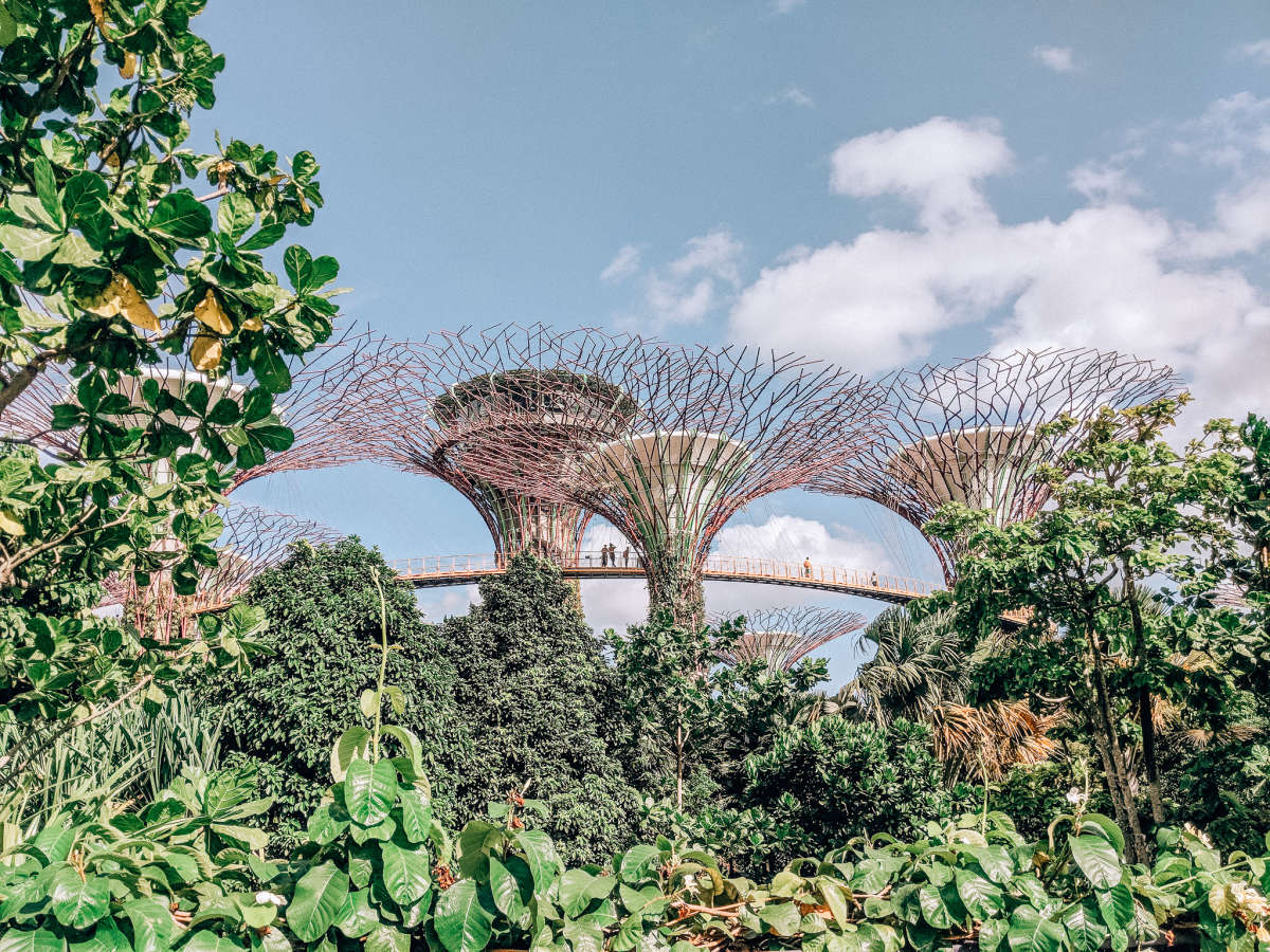 Treetop canopy