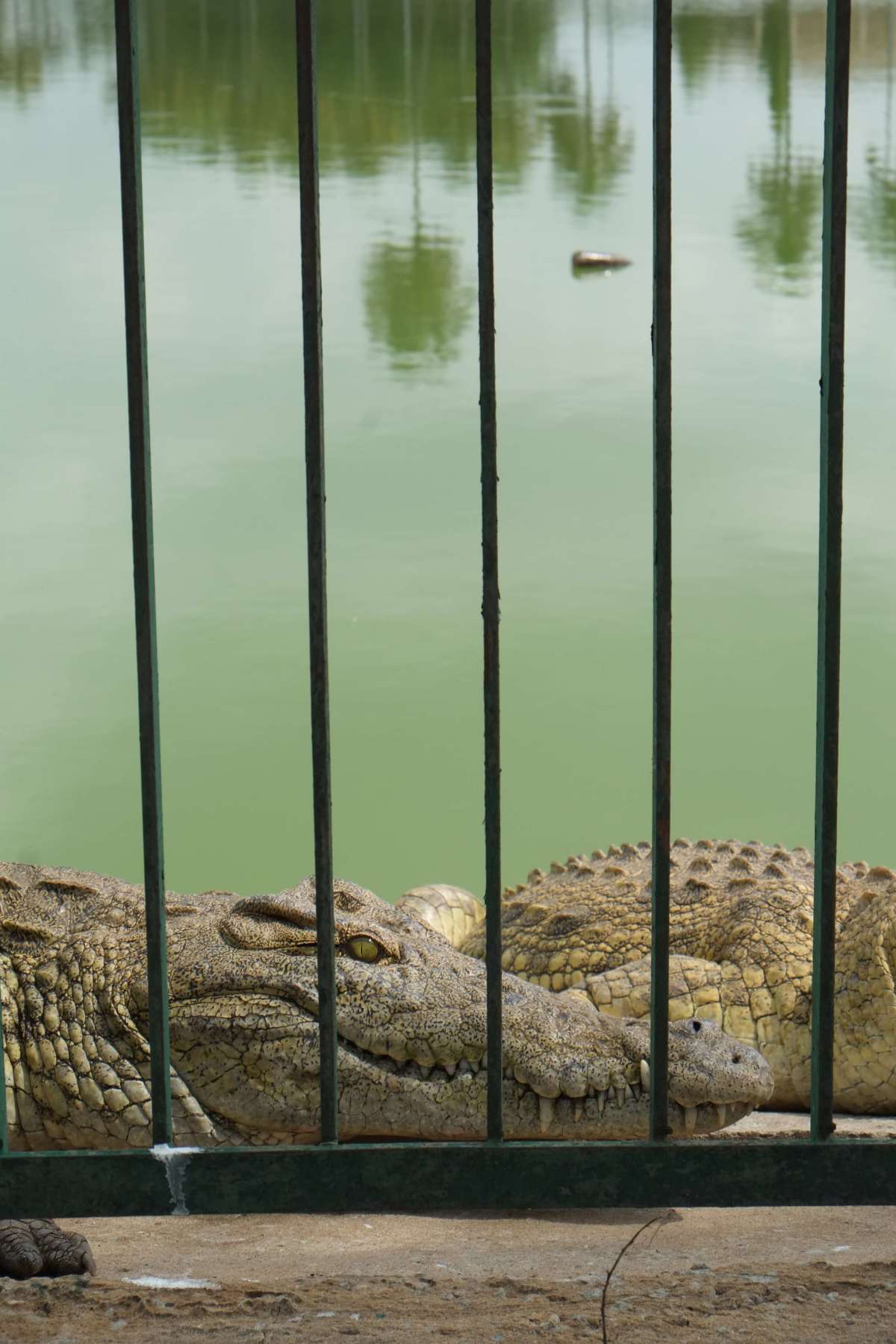 Several crocodiles can be found in the pond right in front of the presidential palace complex