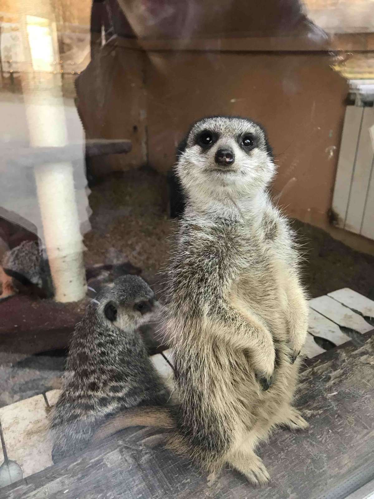 curious little meerkats/suricates