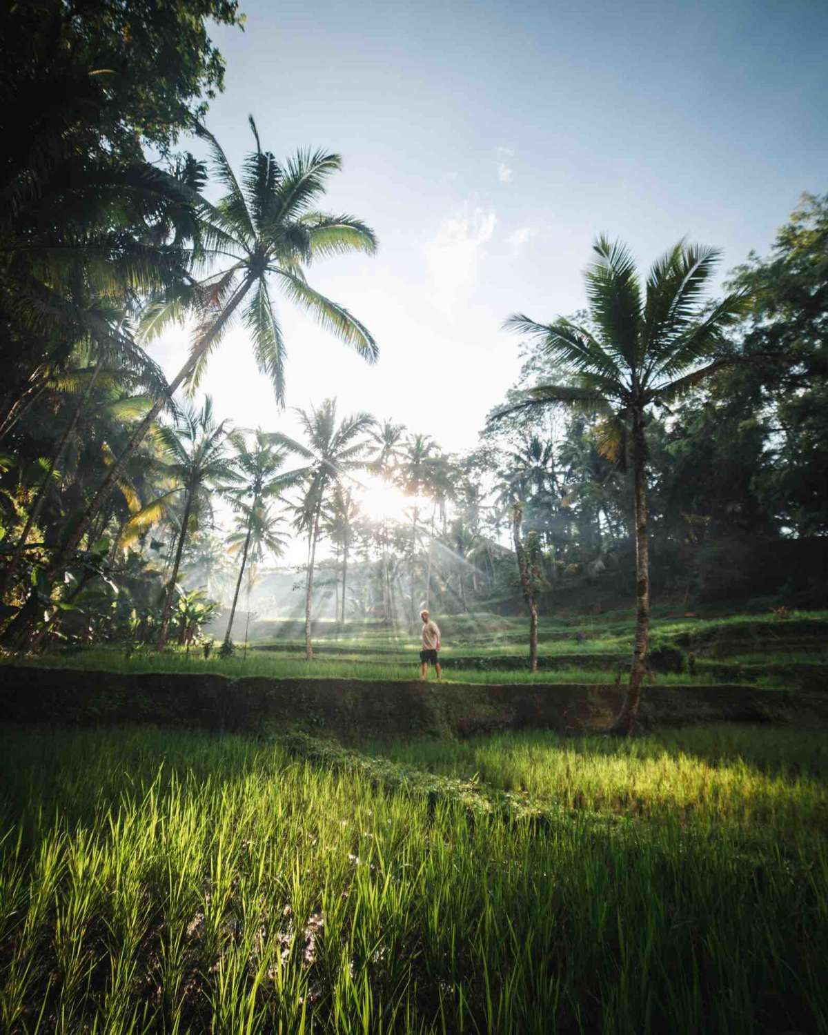 Tegalalang Rice Field