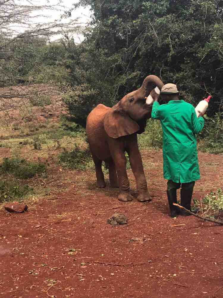 David sheldrick wildlife Trust