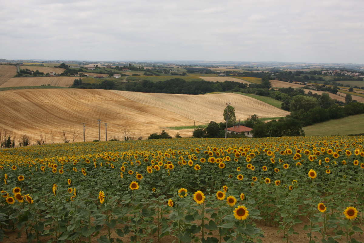 Countryside