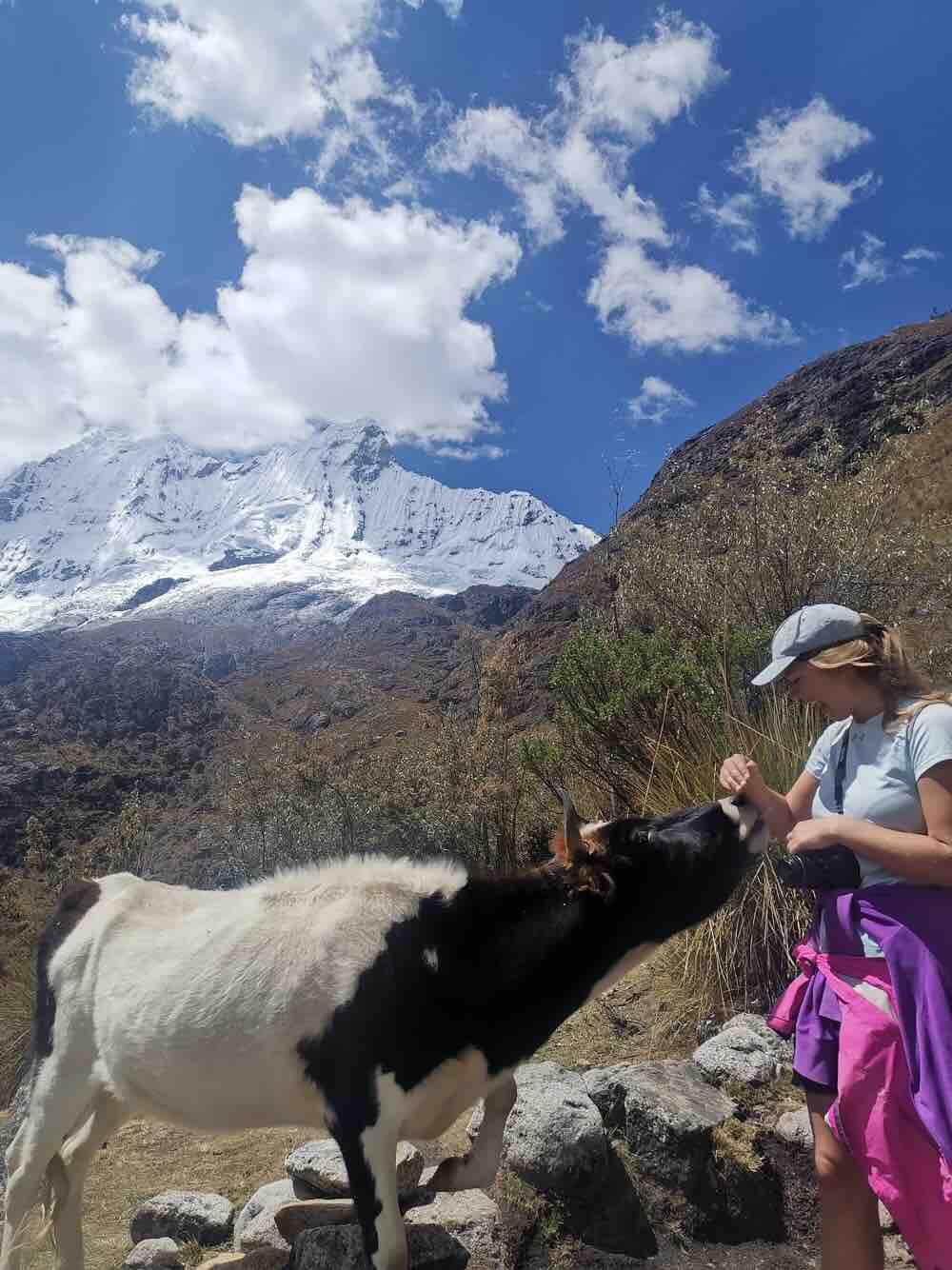 Befriending the bovines. Just be careful of their tongues!