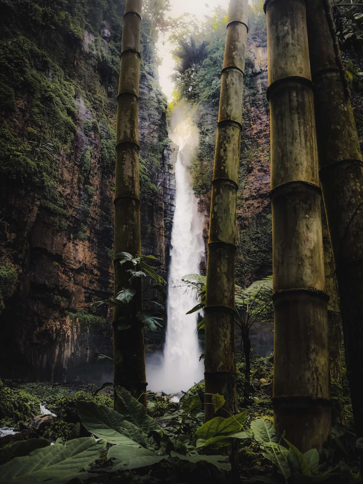 Huge bamboo! 