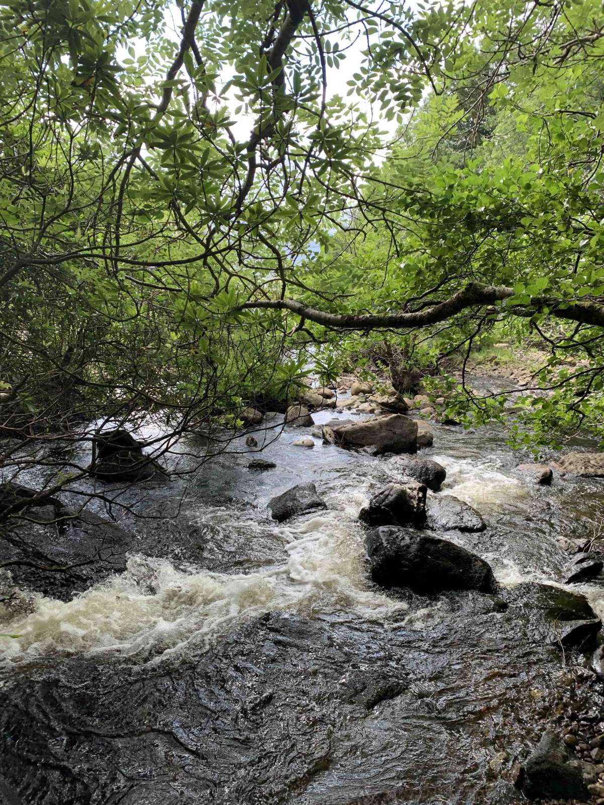 the rapids that i found up a beautiful river 