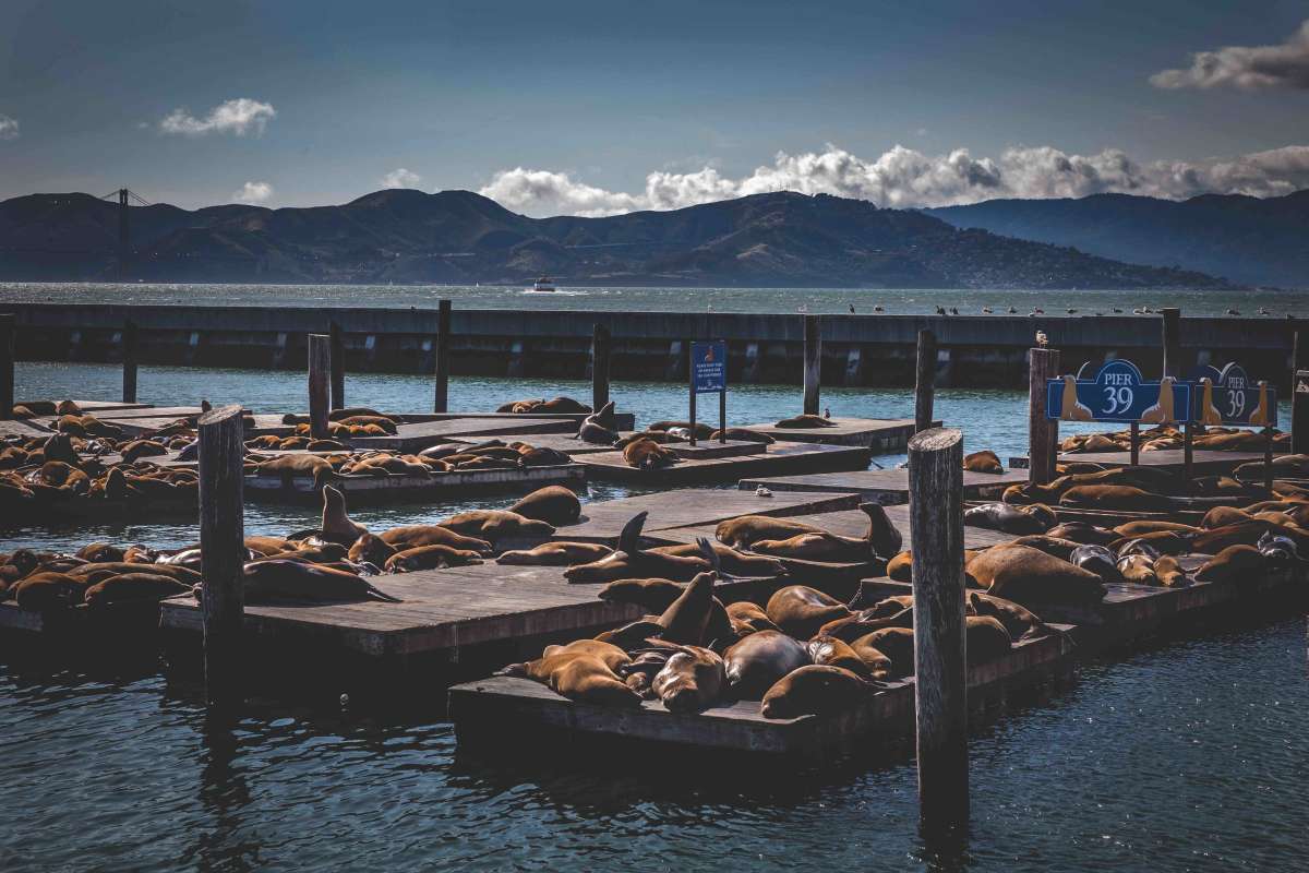 the Seals of Pier 39. 