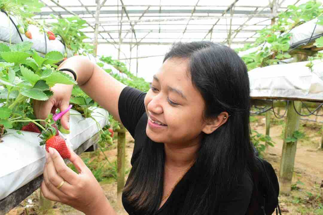 Enjoy picking strawberries in their farm. Taste is good when it’s fresh from farm 