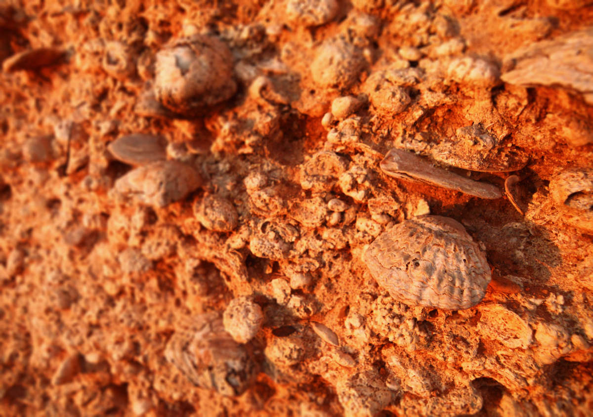 A vieira shell embedded  in the cliff