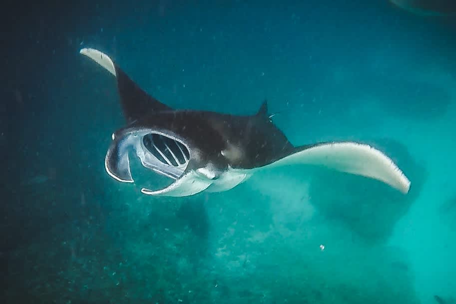 Snorkeling with the Giant Manta Rays