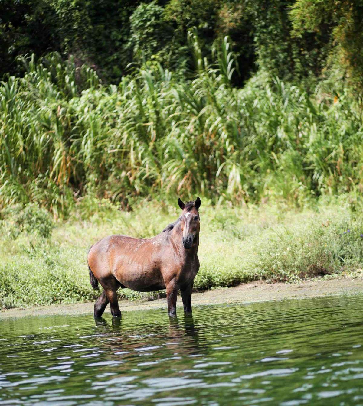 Wild Horses 