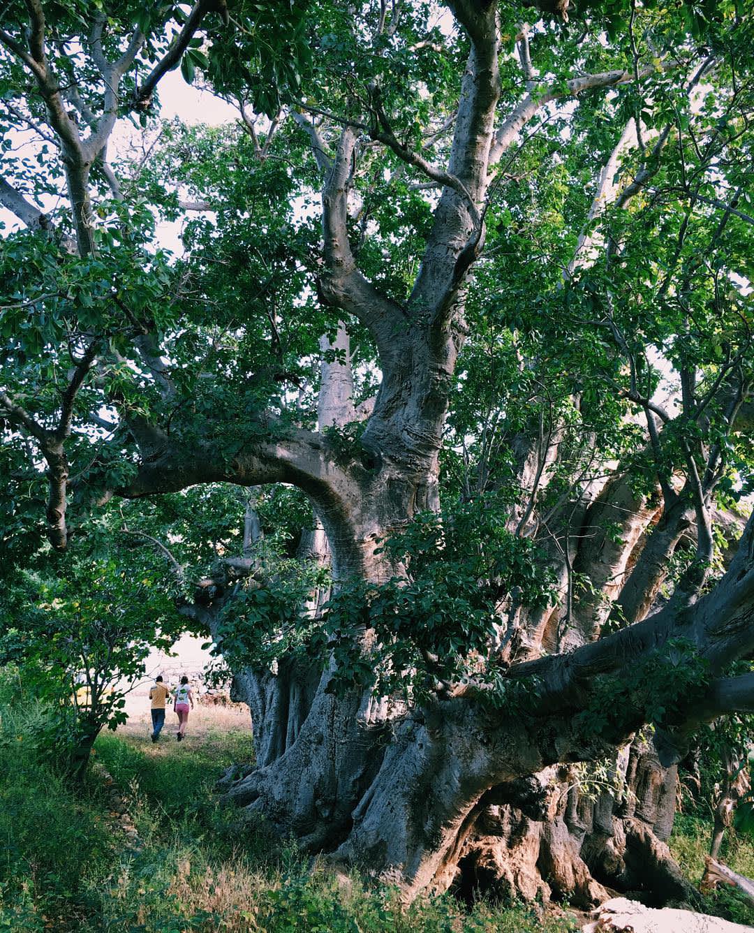 Our taxi driver Edma showed us this impressive Baobab tree