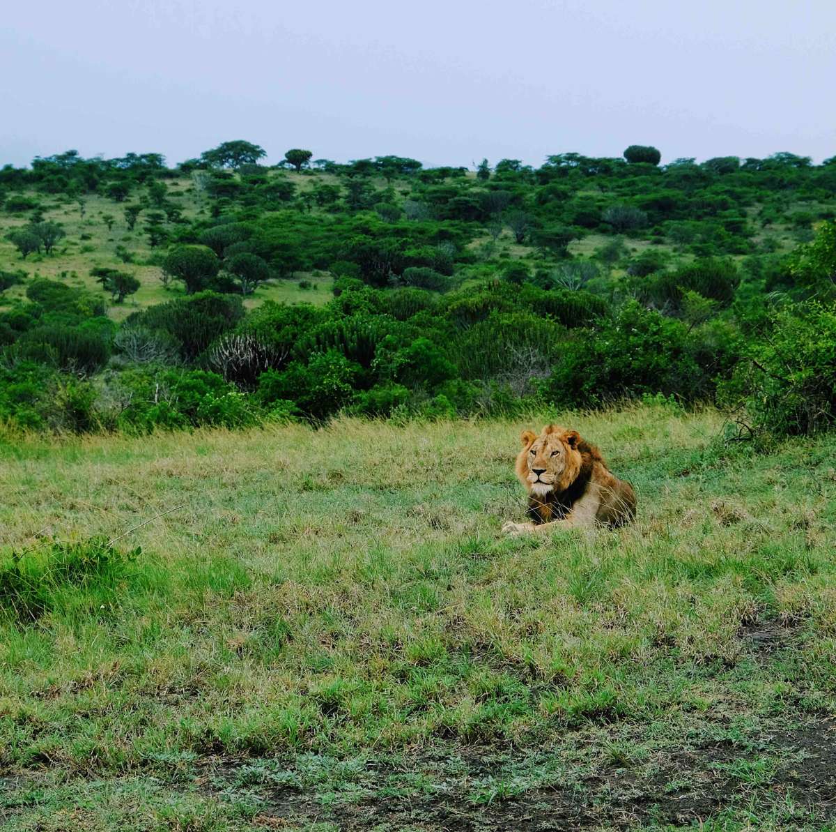 We found this male lion after a tough off-trail drive through the rugged hills of QENP