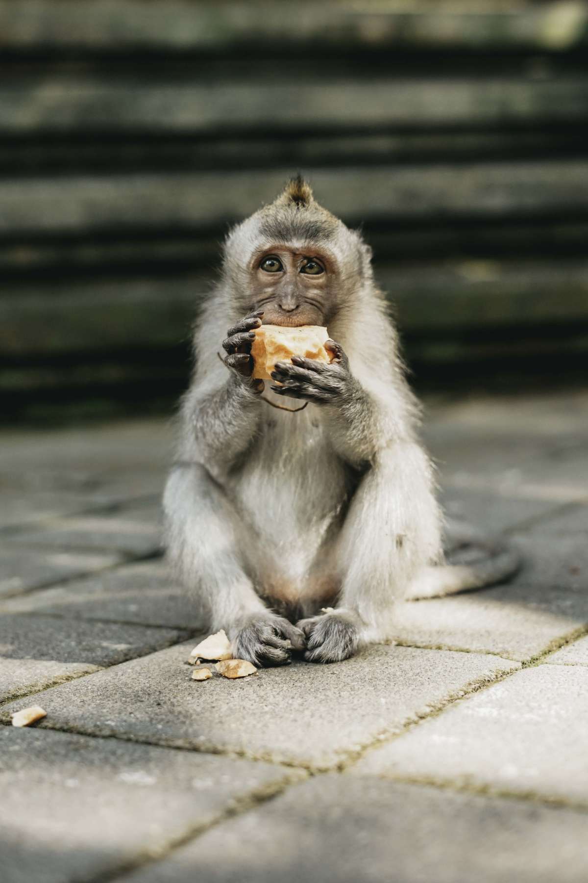 Monkey eating.