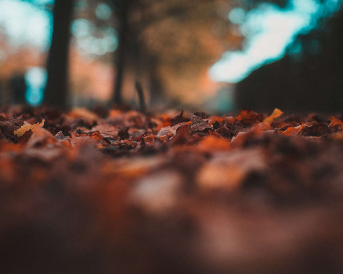 Autumn Leaves at Regents park