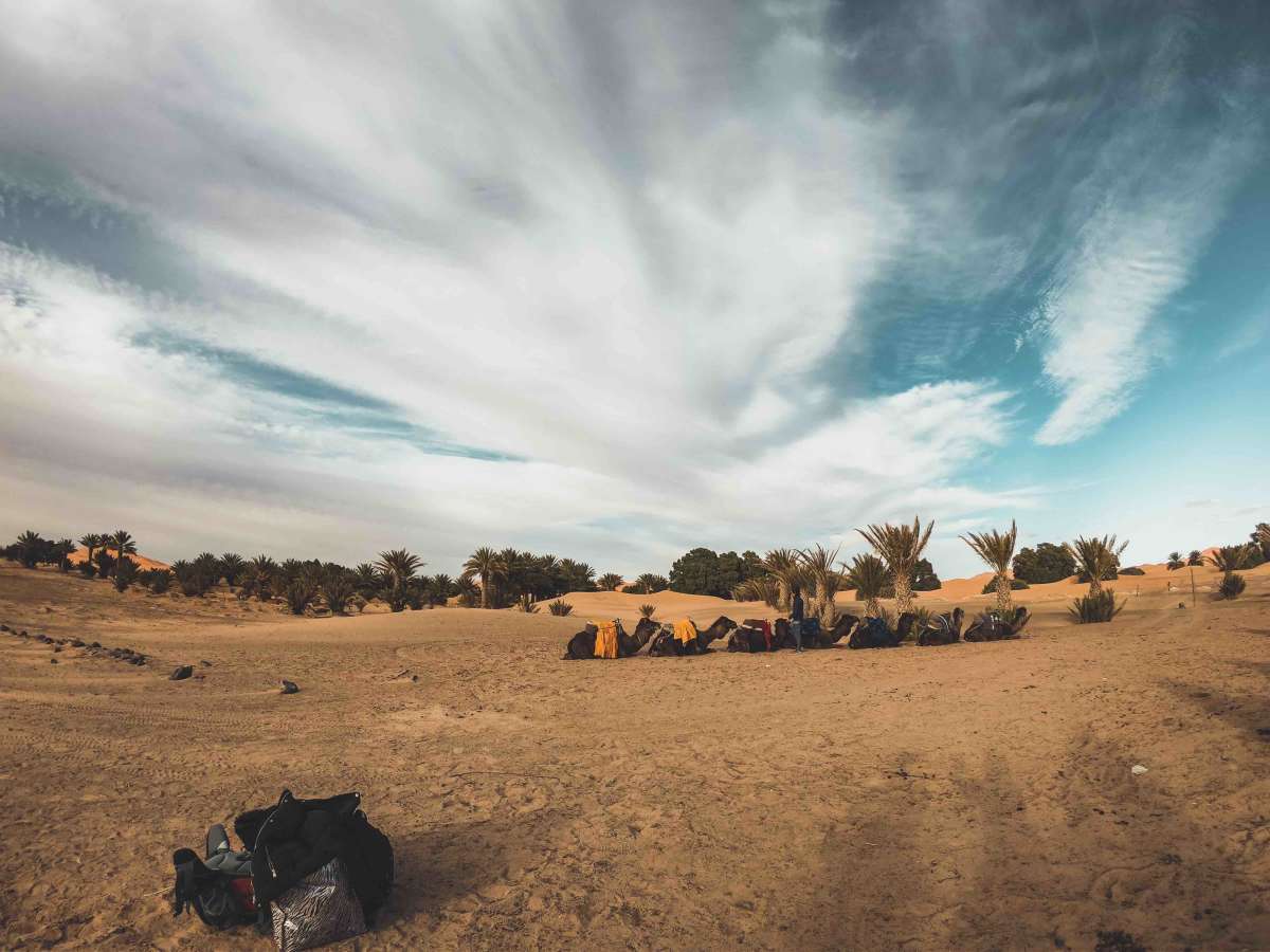 Preparing the camels for the ride