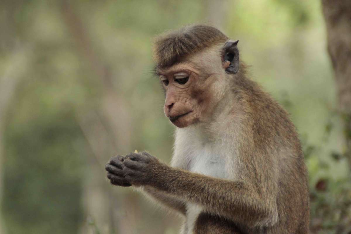 a Toque Macaque otherwise known as the temple monkeys