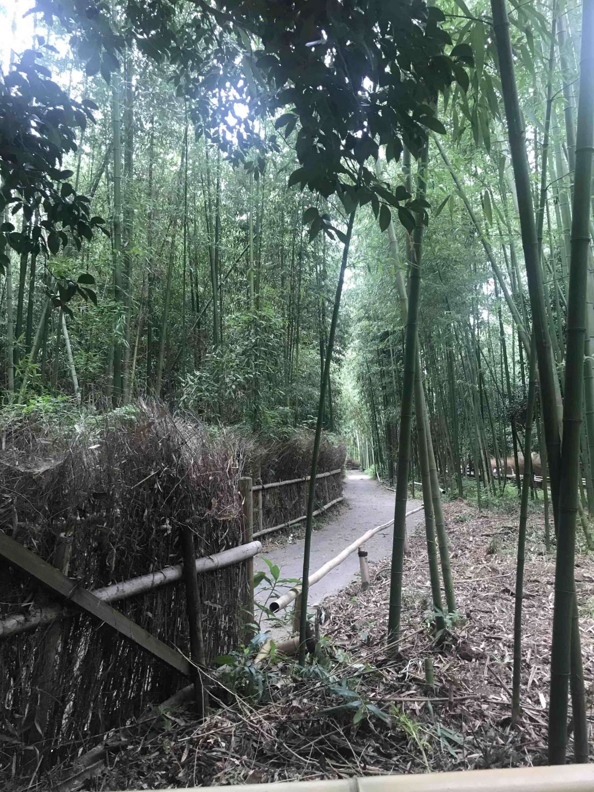 Growing tall on the edges of Kyoto, the Sagano Bamboo Forest is a once tranquil nature spot.