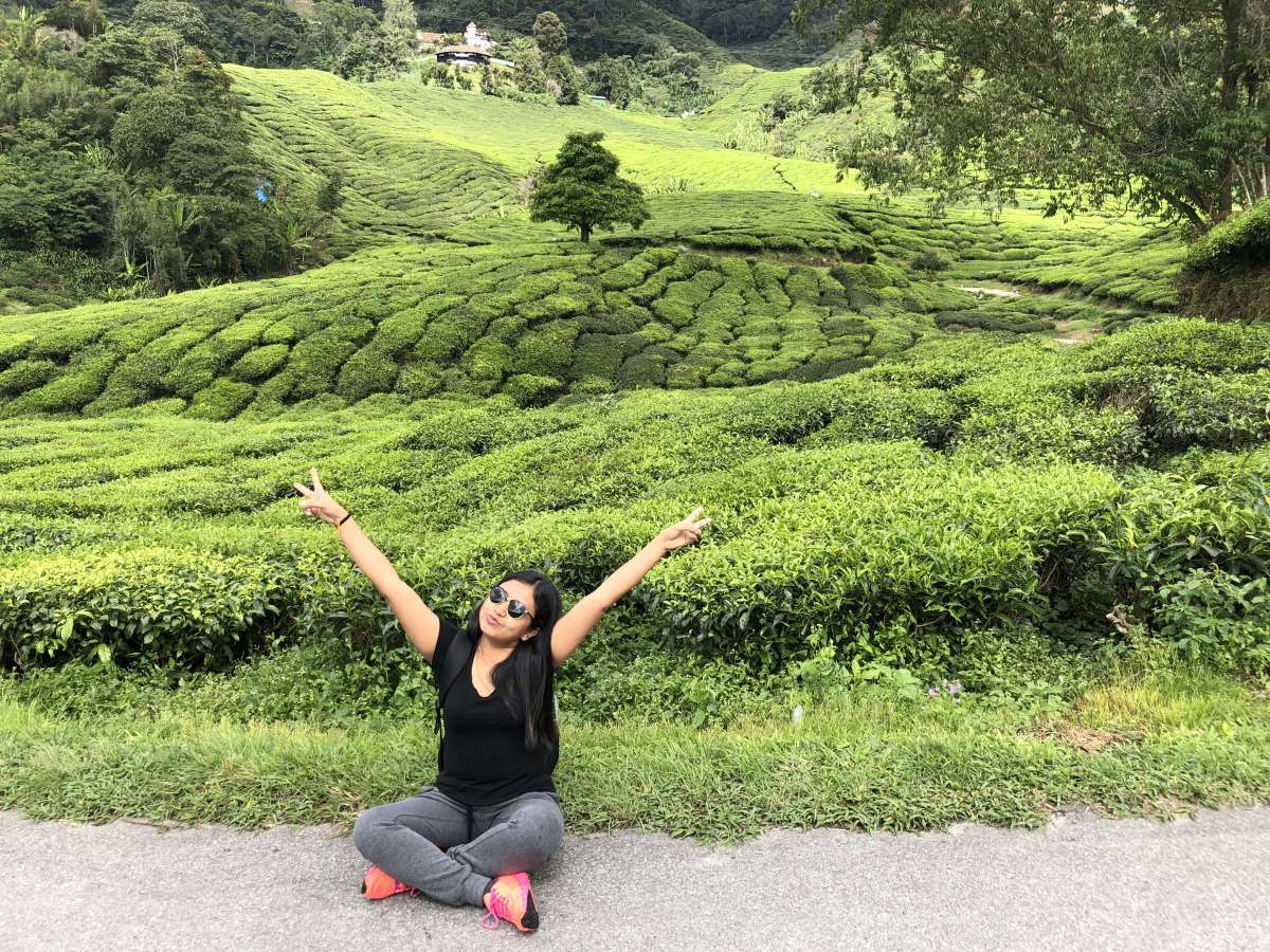 Tea plantation view at Sungai Palas Boh Plantation