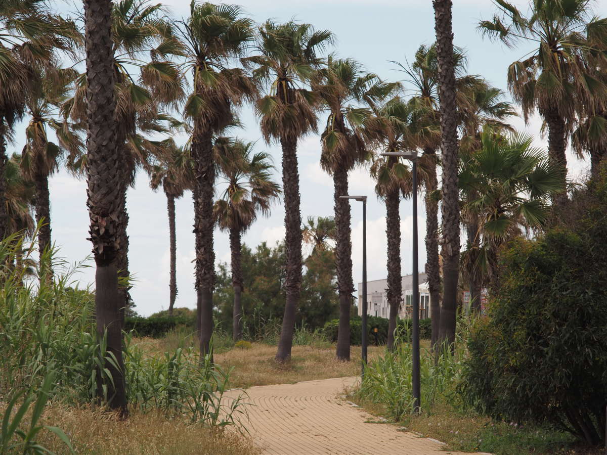 The main beach trail spans the entire length of the beach, over 2 km. There are also several trails that go inland, including the Camino Natural de Rota, which spans 7.5 km.