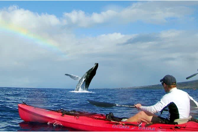 Kayak Whale Watching