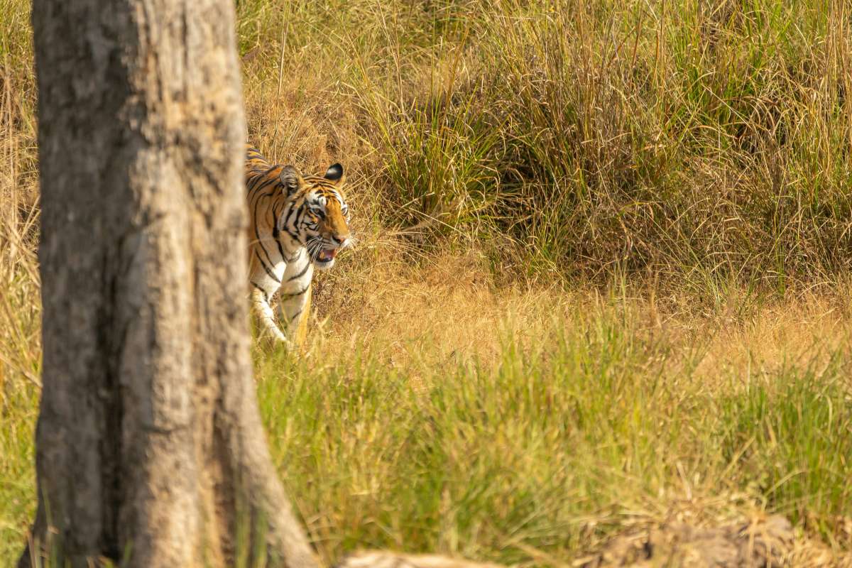Tiger Tours in India