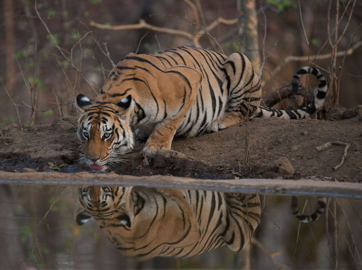 Luxury Tiger Safari in India