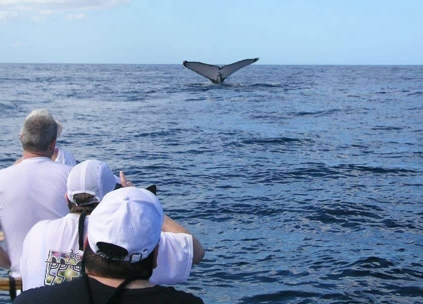 Whale Watching in Maui