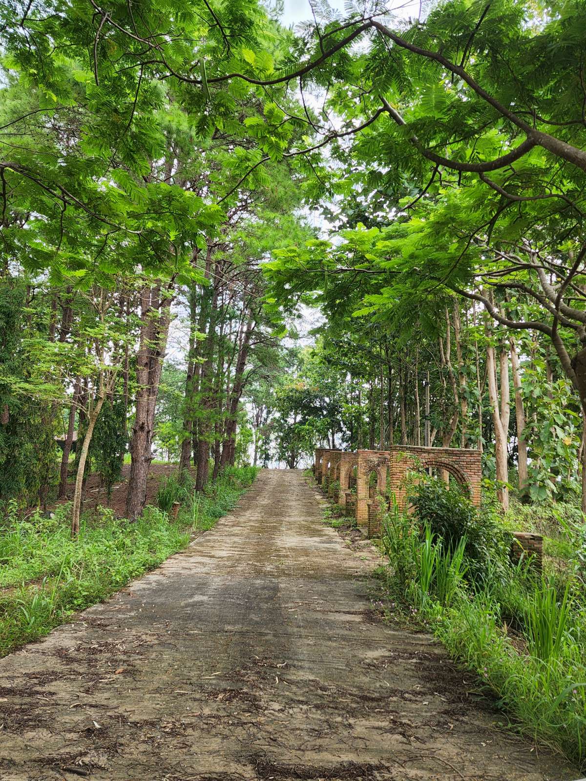 Forest View while walking