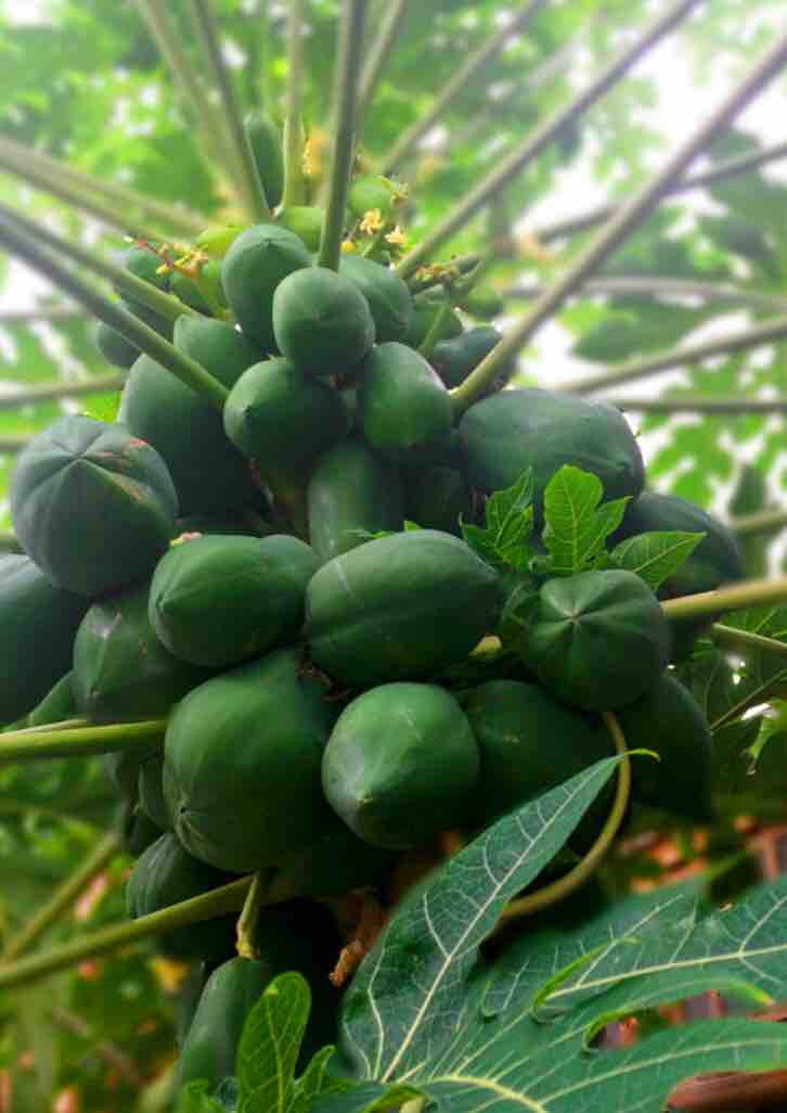 Papaya Tree