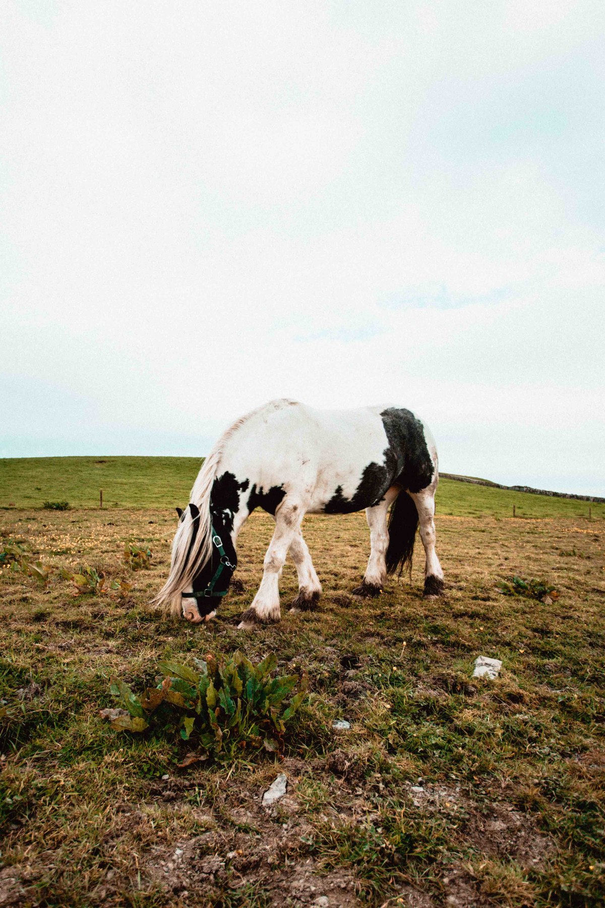A horse near the Cliffs of Moher