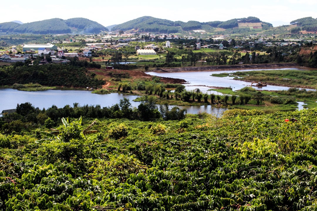 Coffe plantation